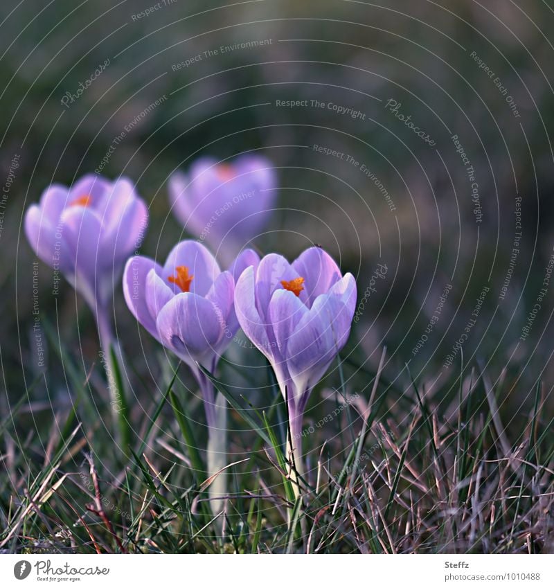 vier Krokusse unter sich zu viert Frühlingsblumen Frühlingskrokusse Frühblüher Vorfreude März zusammenwachsen Frühlingsboten Frühlingserwachen Frühlingsgefühl