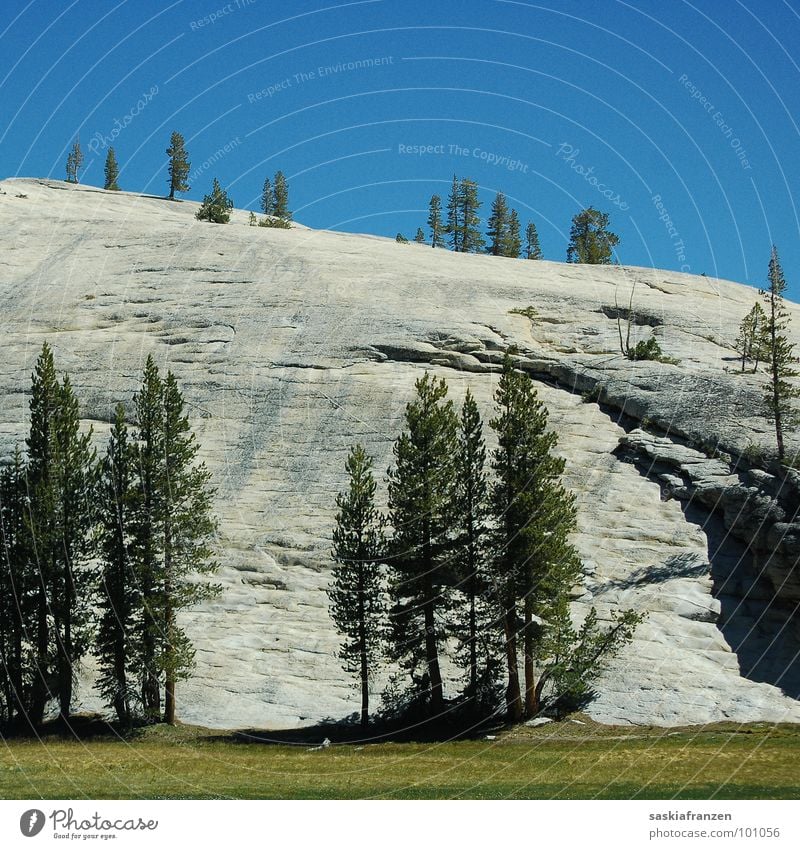 Yosemite I Yosemite NP Park Wiese grün Baum Nadelbaum Sommer Nationalpark Amerika Kalifornien USA Natur Landschaft Stein Felsen Berge u. Gebirge Himmel blau