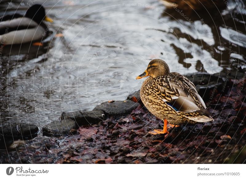 die ente genießt die natur harmonisch Wohlgefühl Zufriedenheit Erholung ruhig Schwimmen & Baden Umwelt Natur Tier Wasser Park Bach Wildtier Vogel beobachten