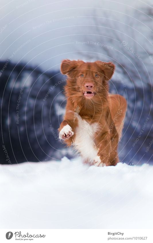 Bagizo Winter Schnee Tier Haustier Hund 1 laufen rennen Nova Scotia Duck Tolling Retriever Farbfoto Gedeckte Farben Außenaufnahme Menschenleer Tag Blick