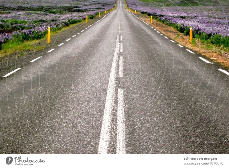 stimmungsbeeinflussend Umwelt Natur Tier Horizont Frühling Wetter Pflanze Blume Moos Blatt Blüte Garten Feld Stadtrand Menschenleer Verkehr Verkehrswege