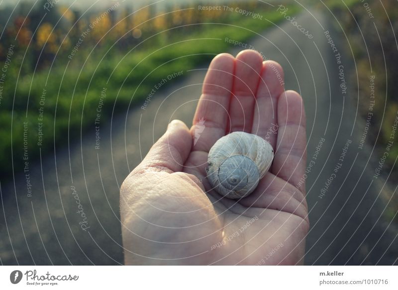 Weinbergschnecke Landschaft Schneckenhaus einzigartig bedrohlich Zufriedenheit Mittelpunkt nachhaltig Schutz Farbfoto Außenaufnahme Totale