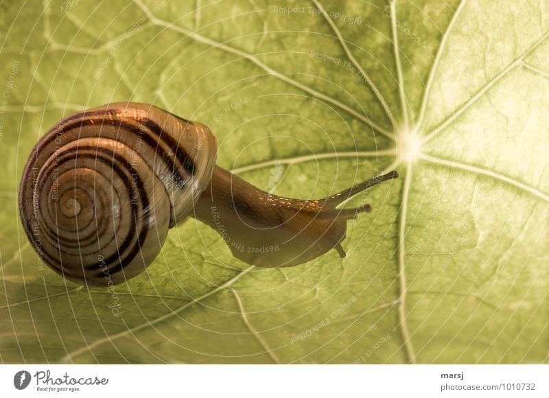 Elegant Blatt Kapuzinerkresseblatt Tier Wildtier Schnecke Schneckenhaus Weinbergschnecken Fühler langsam 1 Spirale Bewegung einfach Ekel gruselig klein