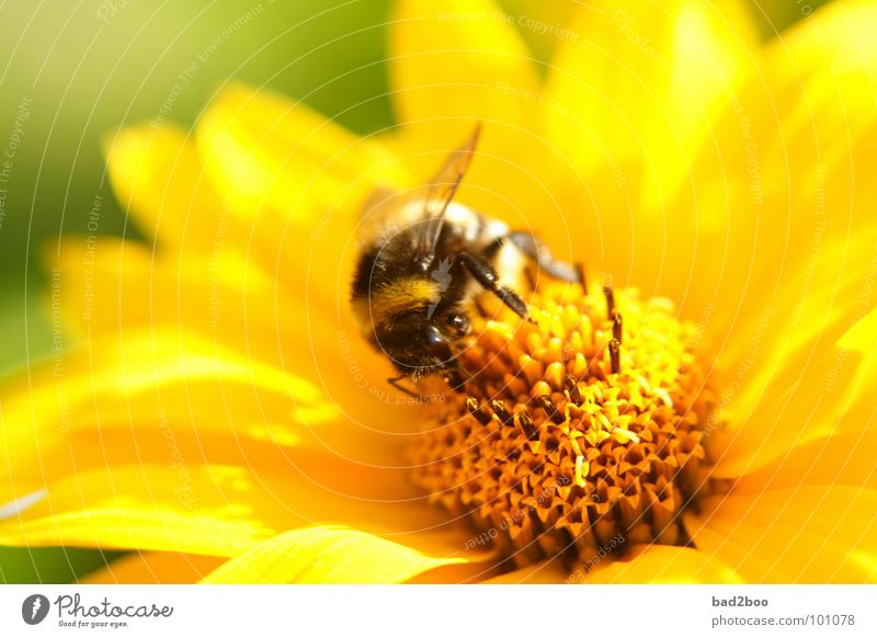 Mahlzeit Hummel Blume Blüte Insekt Pflanze Tier Makroaufnahme Sammlung bestäuben Ernährung Nahaufnahme kleintier flower bee Natur nahrungssuche Lebensmittel