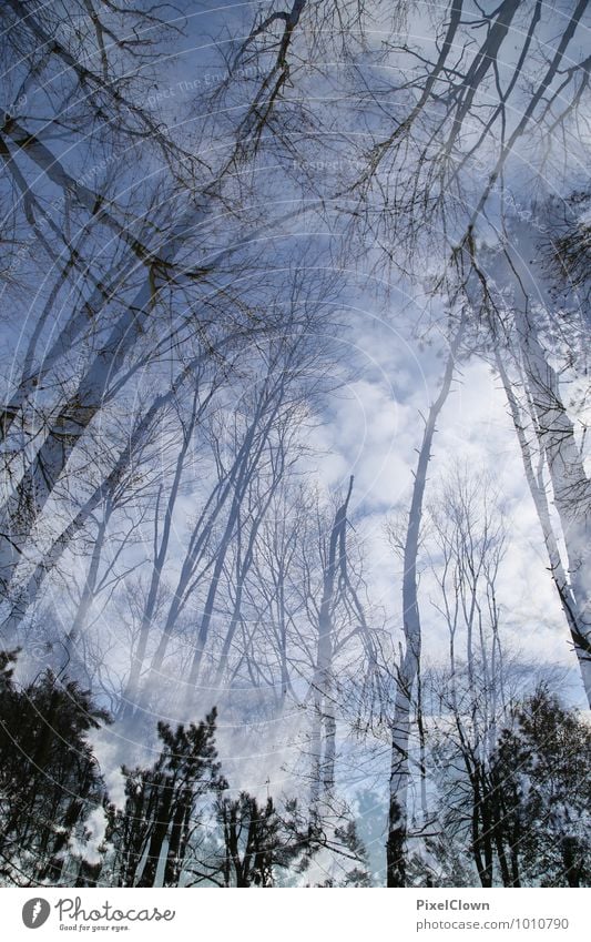 Hoch hinaus Stil Design Landwirtschaft Forstwirtschaft Natur Landschaft Pflanze Tier Himmel Frühling Baum Blatt Blüte Grünpflanze Nutzpflanze Park Wald Urwald