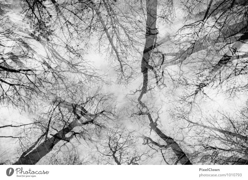 Blick gen Himmel Design Tourismus wandern Landwirtschaft Forstwirtschaft Natur Landschaft Pflanze Tier Baum Nutzpflanze Wald Urwald Holz Blühend träumen