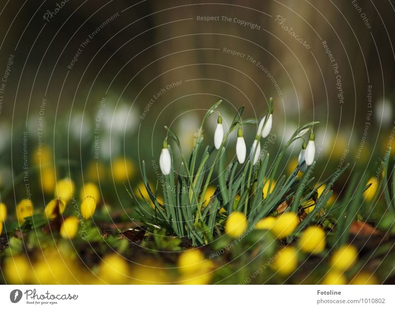 Bald ist wieder Frühling! Umwelt Natur Landschaft Pflanze Schönes Wetter Blume Blüte Garten Park hell klein gelb grün weiß Schneeglöckchen Winterlinge