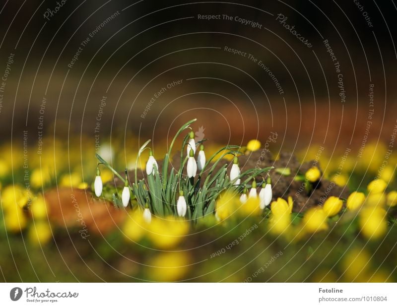 Frühlingserwachen Umwelt Natur Pflanze Urelemente Erde Schönes Wetter Blume Garten Park hell nah natürlich gelb grün weiß Frühlingsblume Frühlingstag