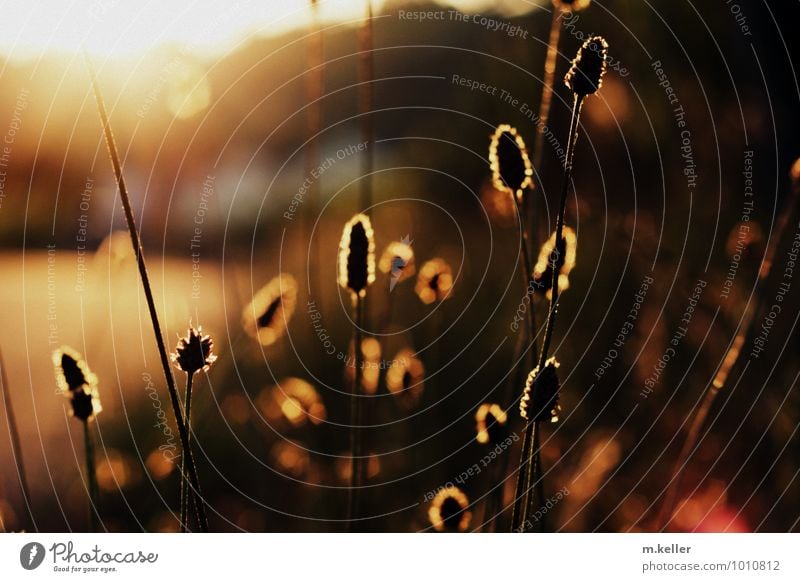 Abendlicht Umwelt Natur Pflanze Sonnenaufgang Sonnenuntergang Schönes Wetter Wärme Wildpflanze Garten Wiese Denken Erholung gehen wandern Zufriedenheit