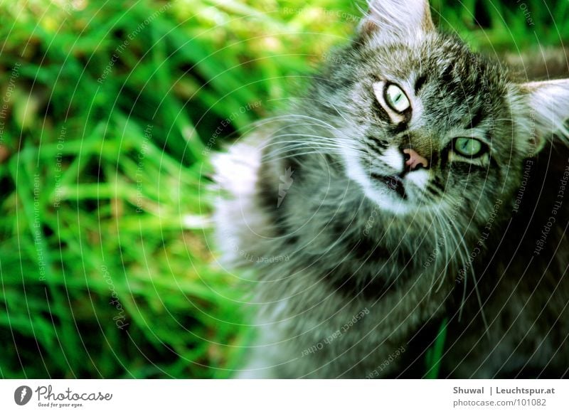 Hey, what are you looking at? Katze Hauskatze Natur Wiese Blick Haustier Landraubtier Mörder Intuition Jäger Nahrungssuche grau Schnurrbarthaare gefährlich Ohr