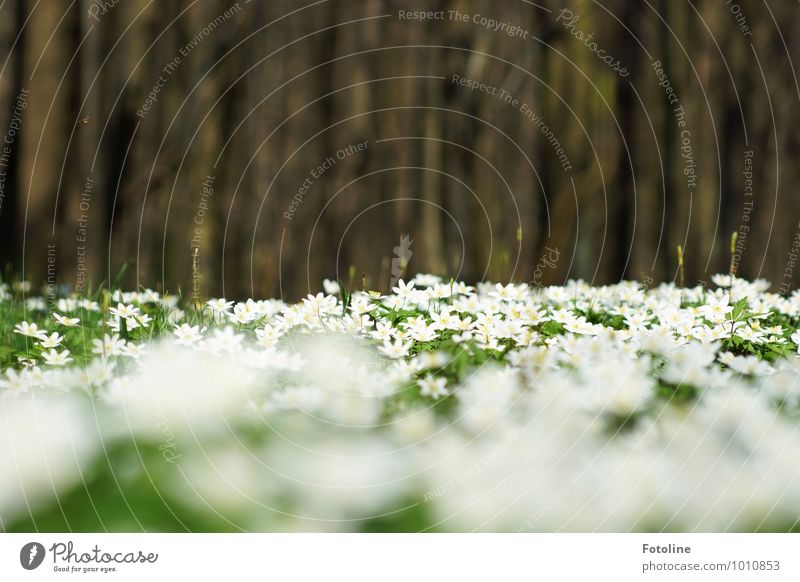 Buschwindröschenmeer Umwelt Natur Pflanze Frühling Schönes Wetter Baum Blume Park Wald hell natürlich schön braun grün weiß Frühblüher Farbfoto mehrfarbig