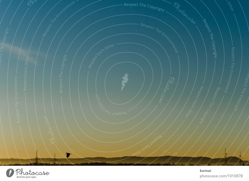 Ein früher Vogel Umwelt Natur Landschaft Himmel Wolkenloser Himmel Sonnenaufgang Sonnenuntergang Sonnenlicht Herbst Schönes Wetter Hügel Berge u. Gebirge 1 Tier