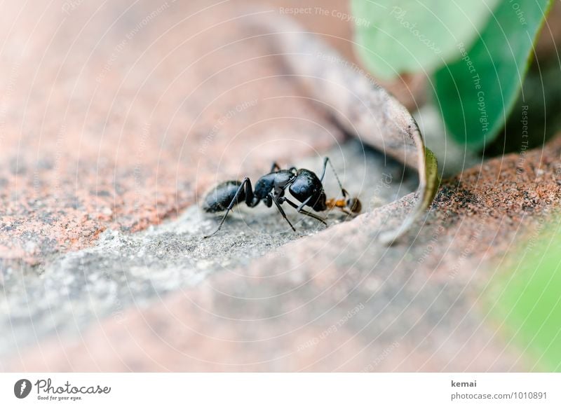 Die Großen fressen die Kleinen Ernährung Umwelt Blatt Grünpflanze Tier Wildtier Insekt Ameise 1 Fressen sitzen gigantisch glänzend groß natürlich schwarz