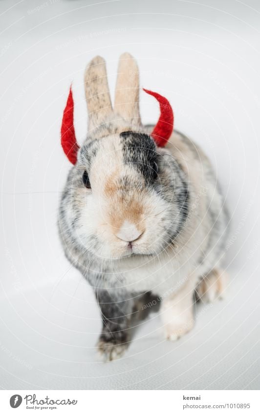 Hell-mut Tier Haustier Tiergesicht Fell Zwergkaninchen Hase & Kaninchen 1 Teufel Teufelshörner Horn Hölle Blick sitzen außergewöhnlich Coolness niedlich