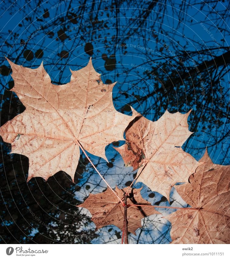 Natur nah Himmel Wolken Pflanze Baum Blatt Wildpflanze Ahornblatt Ahornzweig blau orange schwarz ruhig Idylle Umwelt Verfall Vergänglichkeit Wachstum