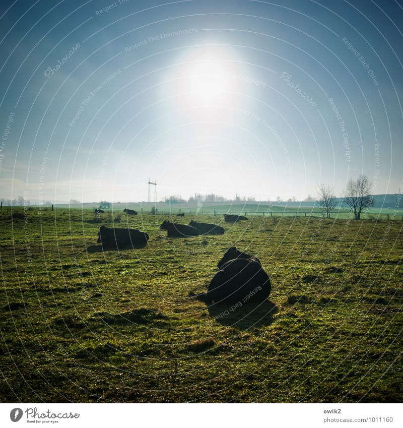 Siesta Umwelt Natur Landschaft Pflanze Tier Wolkenloser Himmel Horizont Klima Schönes Wetter Baum Gras Wiese Weide Wiederkäuer Tiergruppe dick Zusammensein groß