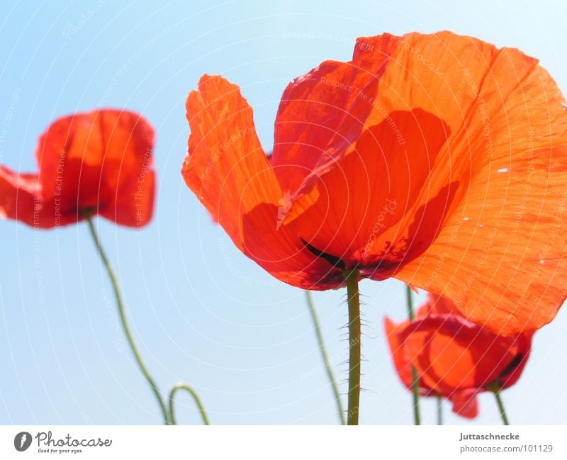 Plissee Mohn rot Sommer Blume Blüte Feld schön poppy poppies red Juttaschnecke flower flowers blossom blossoms field fields