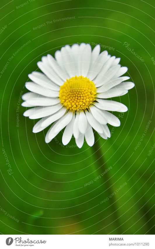 detail of a white daisy ruhig Garten Umwelt Natur Landschaft Pflanze Blume Gras Blüte Park Wachstum frisch grün weiß outside bio biologisch biologically flower