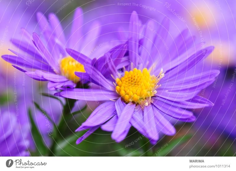 Detail of a purple aster ruhig Sommer Garten Umwelt Natur Landschaft Pflanze Herbst Blume Blüte Park Wachstum frisch violett Astern outside bio biologisch