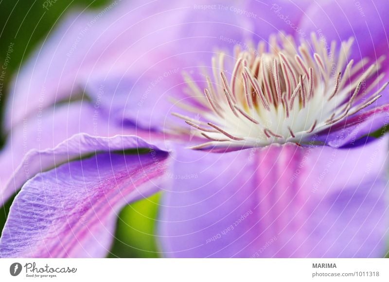 Detail of a lilac clematis ruhig Garten Umwelt Natur Landschaft Pflanze Blume Blüte Park Wachstum frisch violett outside bio biologisch biologically flower