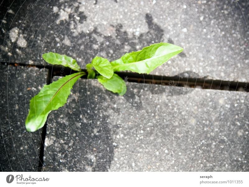 Löwenzahn Halm Botanik Durchbruch Blattgrün Beton Backstein Riss Stein Pflanze Blume Gras Boden Wachstum Kräuter & Gewürze Leben Überleben natürlich Natur