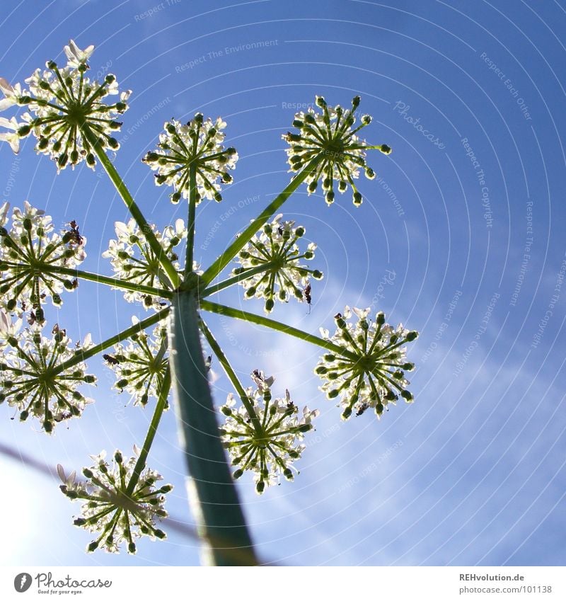 sternsche im sommer Pflanze Blume Blüte Wachstum Froschperspektive streben grün Wiese Wolken schön Sommer Himmel blau hoch Blühend Stern (Symbol) xxee