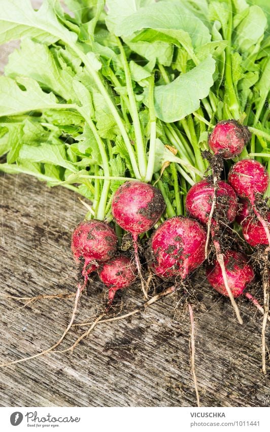 Ersten Radieschen Bündel in Garten ernten. Lebensmittel Gemüse Ernährung Stil Design Natur Bioprodukte ökologisch Gartenarbeit Frühling Sommer Gemüsegarten