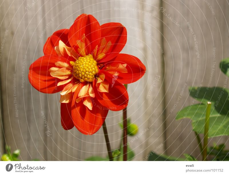 Sonnenanbeterin Blume Blüte Dahlien Stengel Frühling Sommer rot gelb Zaun Gartenzaun Holz springen Blühend Farbe bloom flower red fence dahlia Nektar