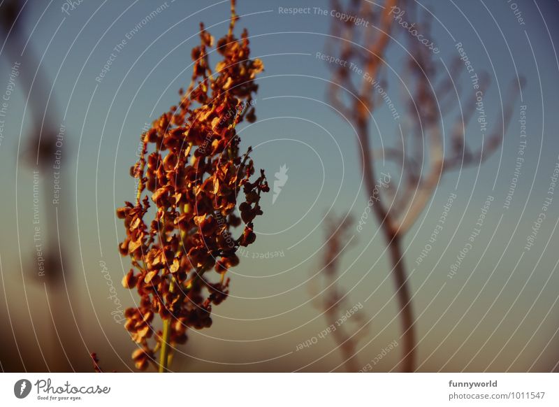 behangen Pflanze Blume Gras Sträucher Grünpflanze Wildpflanze außergewöhnlich Himmel nah Blüte verträumt Garten Romantik rot gelb Farbfoto Außenaufnahme