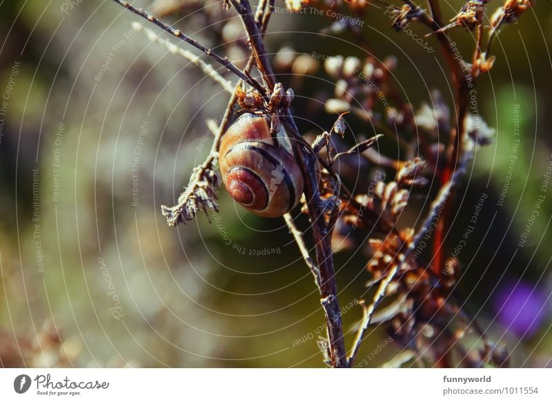 schnäggschä Schnecke Schneckenhaus festhalten Wildtier Häusliches Leben Haus rund Pflanze Ast Sträucher 1 Tier Farbfoto Außenaufnahme Menschenleer Sonnenlicht