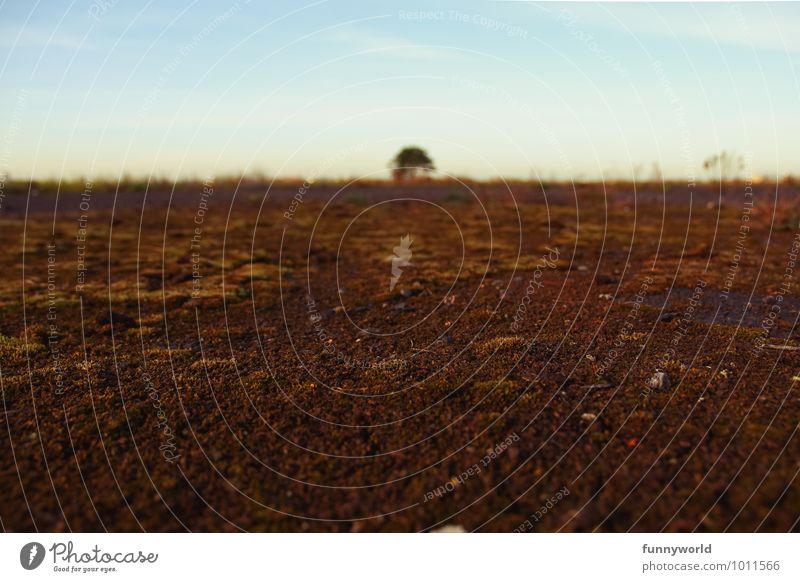 In der Mitte steht ein Baum Umwelt Natur Landschaft Pflanze Erde Himmel Einsamkeit Endzeitstimmung Ewigkeit Horizont Perspektive Symmetrie 1 braun Weitwinkel