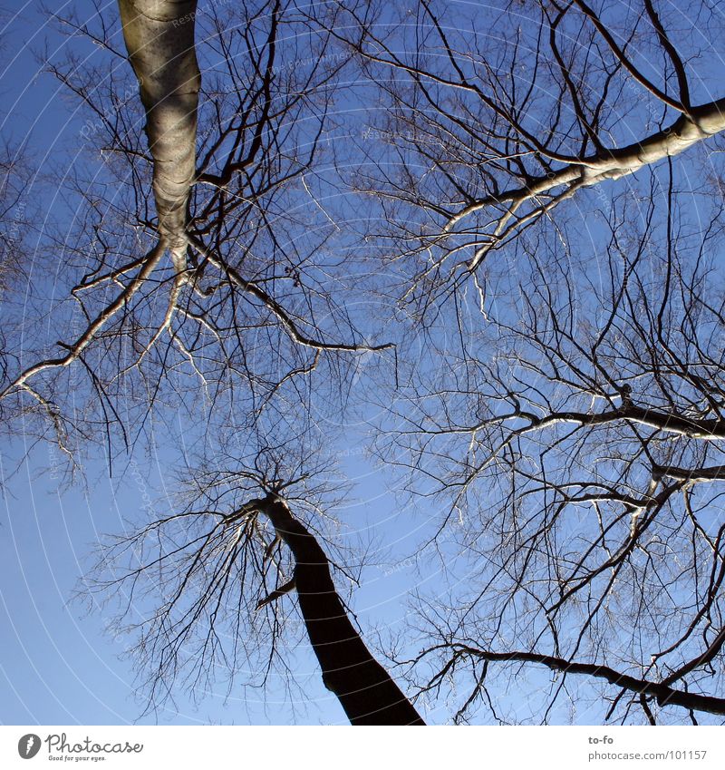 Himmel himmelblau aufwärts Buche groß Baumstamm oben hoch Firmament Niveau Baumkrone