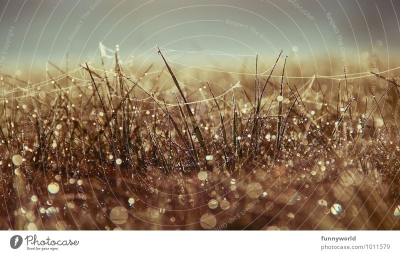 Elfengirlanden Natur glänzend träumen geheimnisvoll Lebensfreude Glück Kitsch Gold zart fein Wassertropfen Spinnennetz Wiese Gras Wärme Landkreis Regen Pflanze