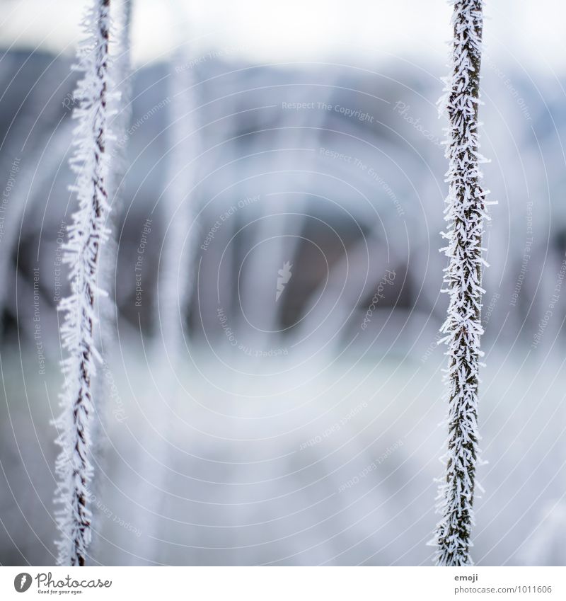 behaart Umwelt Natur Pflanze Winter Eis Frost Schnee Sträucher kalt blau Farbfoto Außenaufnahme Nahaufnahme Makroaufnahme Menschenleer Tag