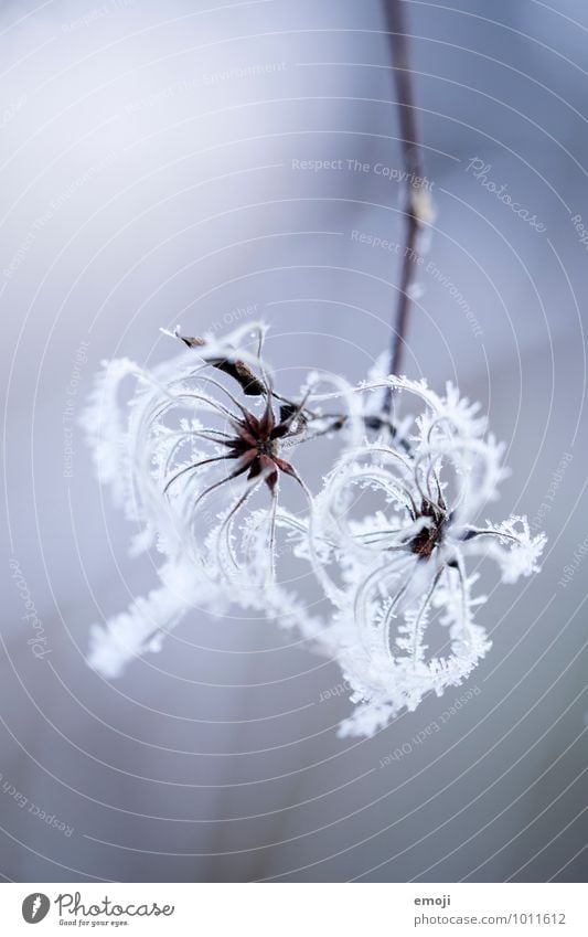 Frost Umwelt Natur Pflanze Winter Eis Schnee Schneefall Baum kalt kuschlig blau wuschelblüte Farbfoto Außenaufnahme Nahaufnahme Makroaufnahme Menschenleer