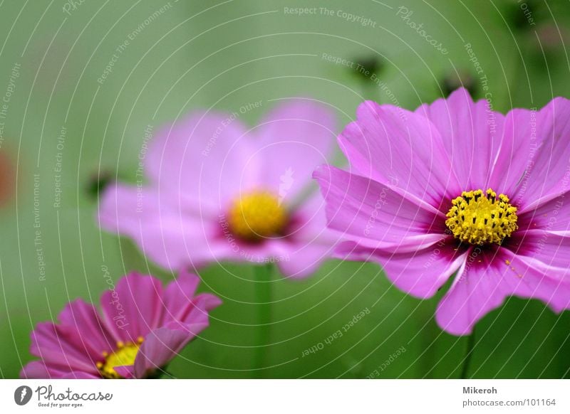 Wildblumen Blume rosa grün violett Nacht dunkel gelb Wiese Wiesenblume Blumenwiese Makroaufnahme schön Gras Stengel Halm Ähren glänzend weich Rauschen zart