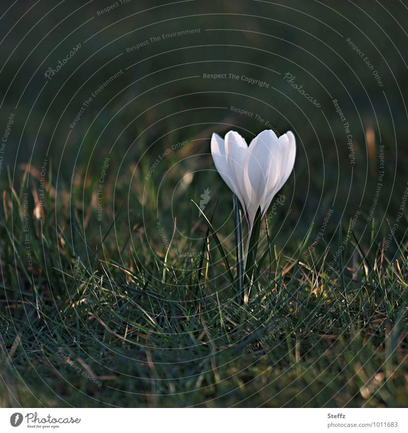 weißer Krokus blühender Krokus Frühblüher Frühlingsblume Frühlingsblüte Frühlingskrokus weiße Blume Lichtreflexe Lichtspiegelung Achtsamkeit Frühlingsimpression