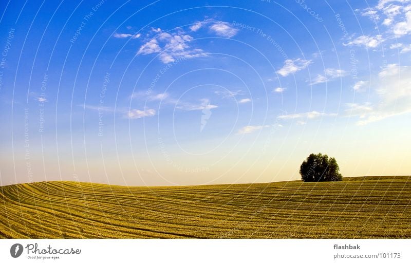 Feldstecher Wolken Baum gelb grün Sommer Himmel Landschaft blau Ernte hinterm Haus gleich links kein Mähdrescher da