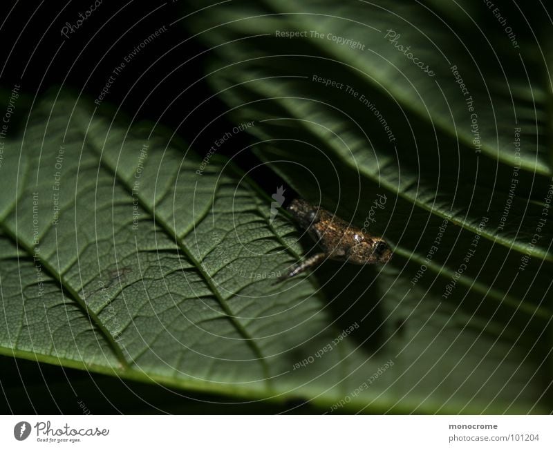 Spaltenhocker Blatt klein grün Sommer Schattenspiel Makroaufnahme Nahaufnahme Frosch Lurch Natur Klemme