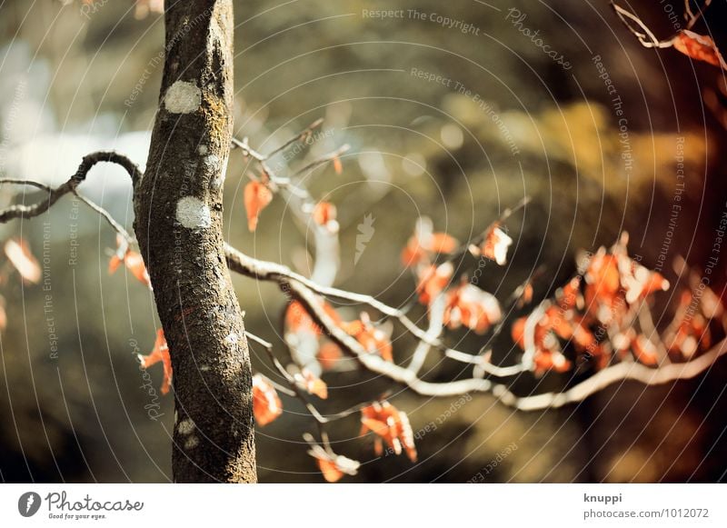 Herbst Umwelt Natur Pflanze Luft Wolkenloser Himmel Sonne Sonnenaufgang Sonnenuntergang Sonnenlicht Schönes Wetter Wind Baum Blatt Wildpflanze Park Wald