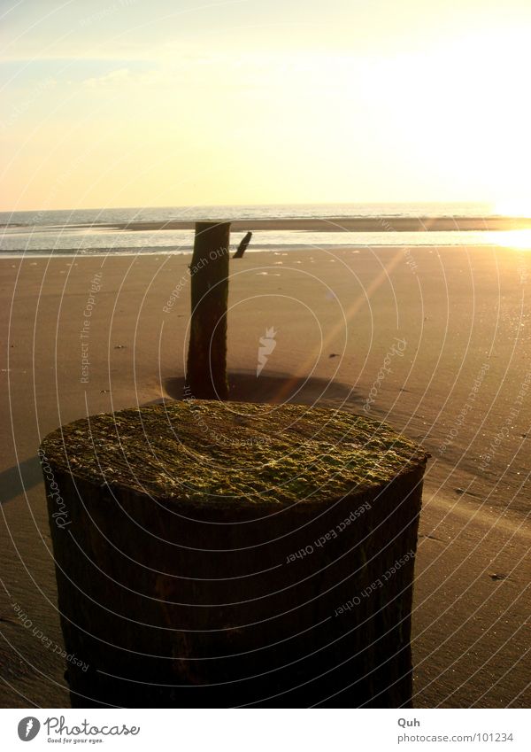 aus der Reihe tanzen Strand Meer Sonnenuntergang Licht Strahlung Holz Algen Sandbank Küste Abenddämmerung Pfosten See Ferien & Urlaub & Reisen Horizont Brandung