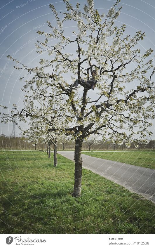 noch so ein vorbote Umwelt Natur Himmel Frühling Klima Wetter Schönes Wetter Baum Gras Feld frei Klettern Blüte Kirschbaum Apfelbaum Wege & Pfade Kind Farbfoto