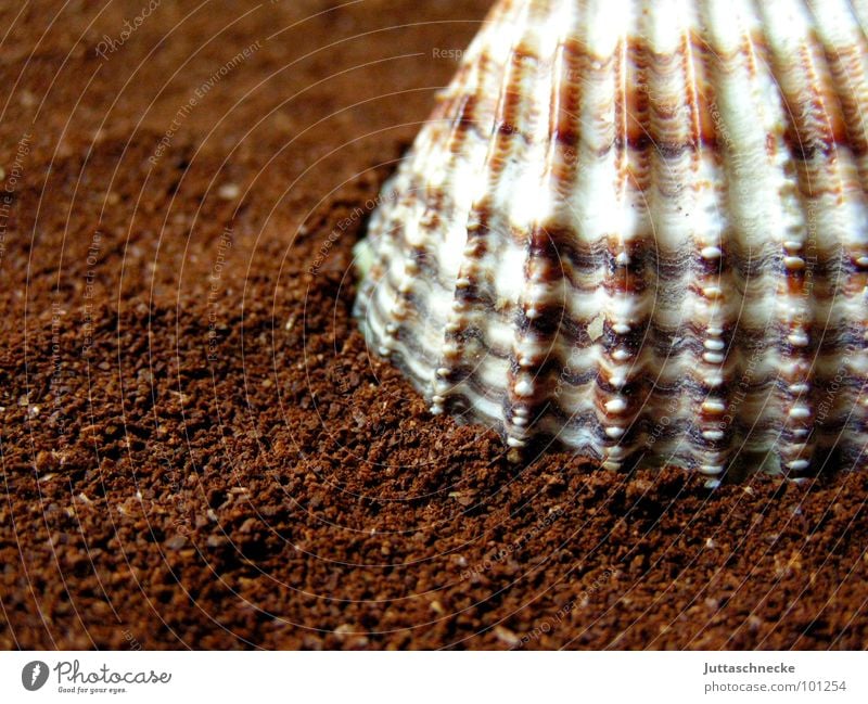 Mi Shell Muschel braun Stillleben Makroaufnahme Nahaufnahme Frieden Kraft shell Shells Coffee brown Juttaschnecke