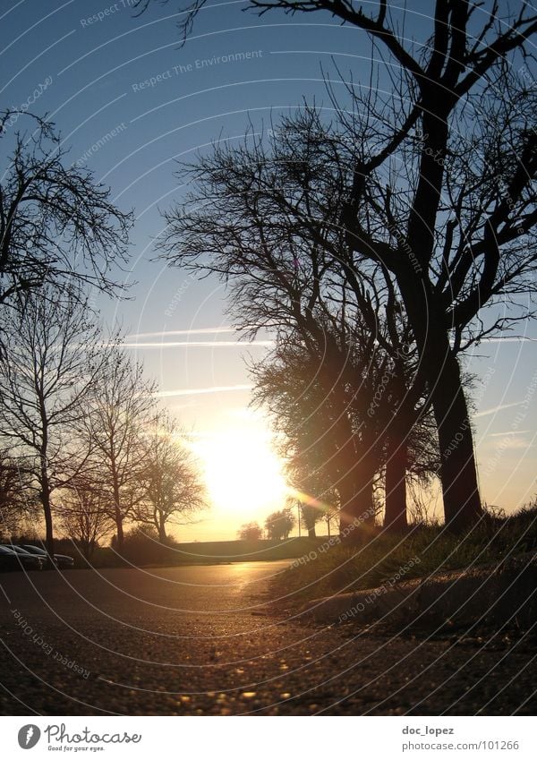 >*v*< verstrahlt Baum Asphalt Bordsteinkante Gegenlicht ländlich Gras Wiese vertraut Hoffnung Landschaft Natur Silhouette Sonne Wärme Perspektive Ferne Himmel