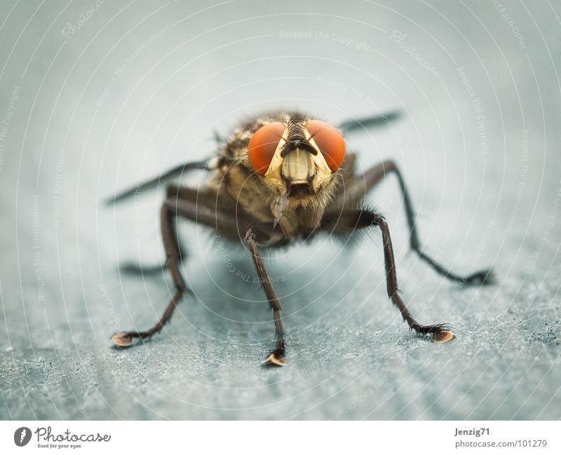 Sarcophaga frontal. Fleischfliege Insekt nerven Makroaufnahme Sarcophaga carnaria Fliege fly fliegen insect Flügel rechnen lästig Schädlinge