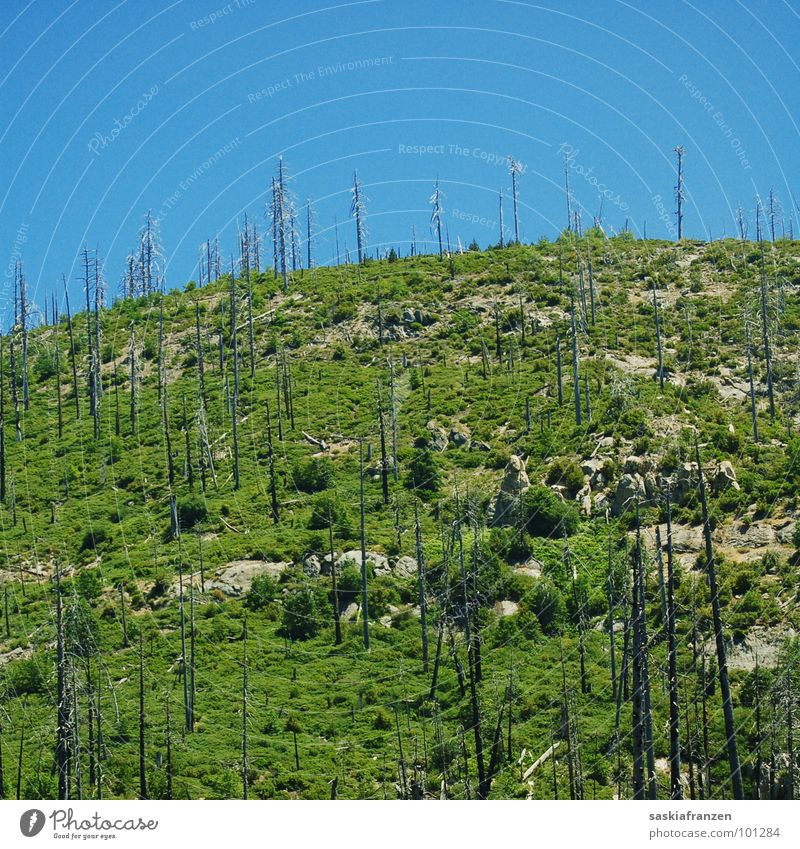 Waldbrand. Wiese grün Berghang Baumstamm Yosemite NP brennen gefährlich Steigung USA Himmel blau Landschaft bergig Brand Schönes Wetter Natur bedrohlich