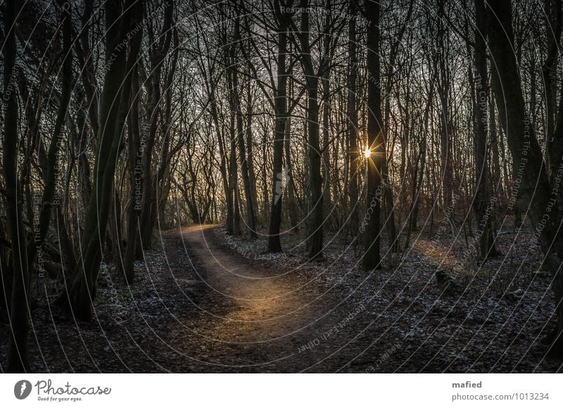 Waldweg Natur Sonnenlicht Winter Baum wandern braun gold grün ruhig Spaziergang Fußweg Farbfoto Außenaufnahme Tag Licht Schatten Sonnenstrahlen Gegenlicht