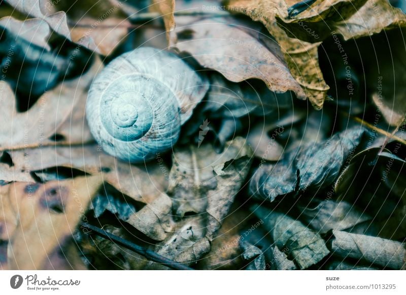 Es war einmal ... Winter Umwelt Natur Erde Herbst Blatt Tier Wildtier Schnecke 1 trocken Gefühle Stimmung Traurigkeit Trauer Tod Einsamkeit stagnierend