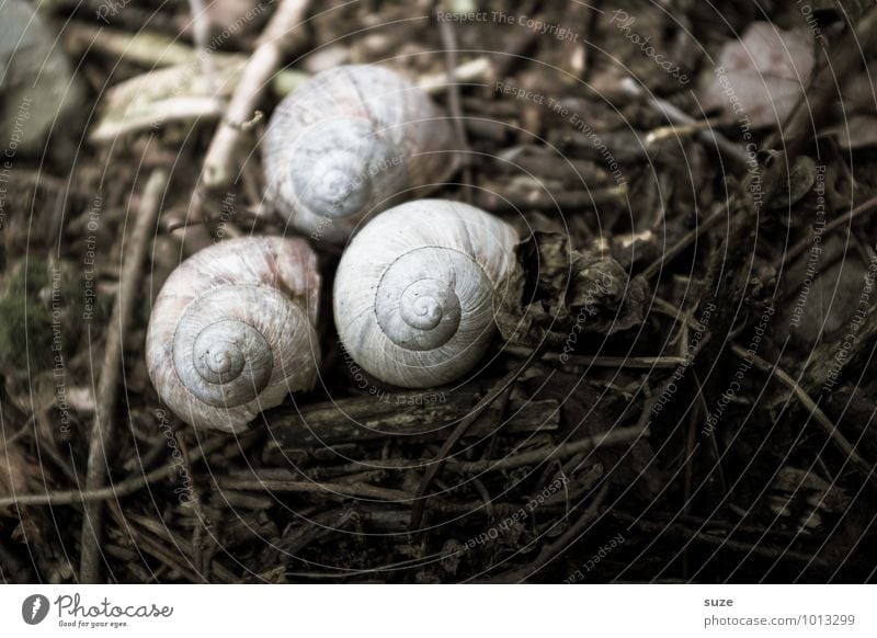 Hausarrest Umwelt Natur Tier Erde Herbst Wildtier Schnecke 3 Traurigkeit trocken braun Gefühle Stimmung Trauer Tod Einsamkeit stagnierend Überleben Verfall