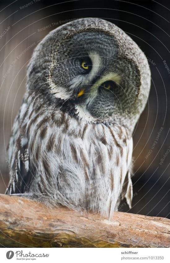 Mich? nach Athen tragen? Tier Vogel Blick nicken verrückt Kopf Auge Eulenvögel Eulenaugen Uhu Kauz Metallfeder Feder Federvieh Schnabel Griechenland Finanzkrise